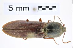 Paraphotistus notabilis (Candèze, 1873)